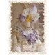 Elpress Yurisa Princess Rose of Snow Country 2025 Edition JSK(Reservation/8 Colours/Full Payment Without Shipping)